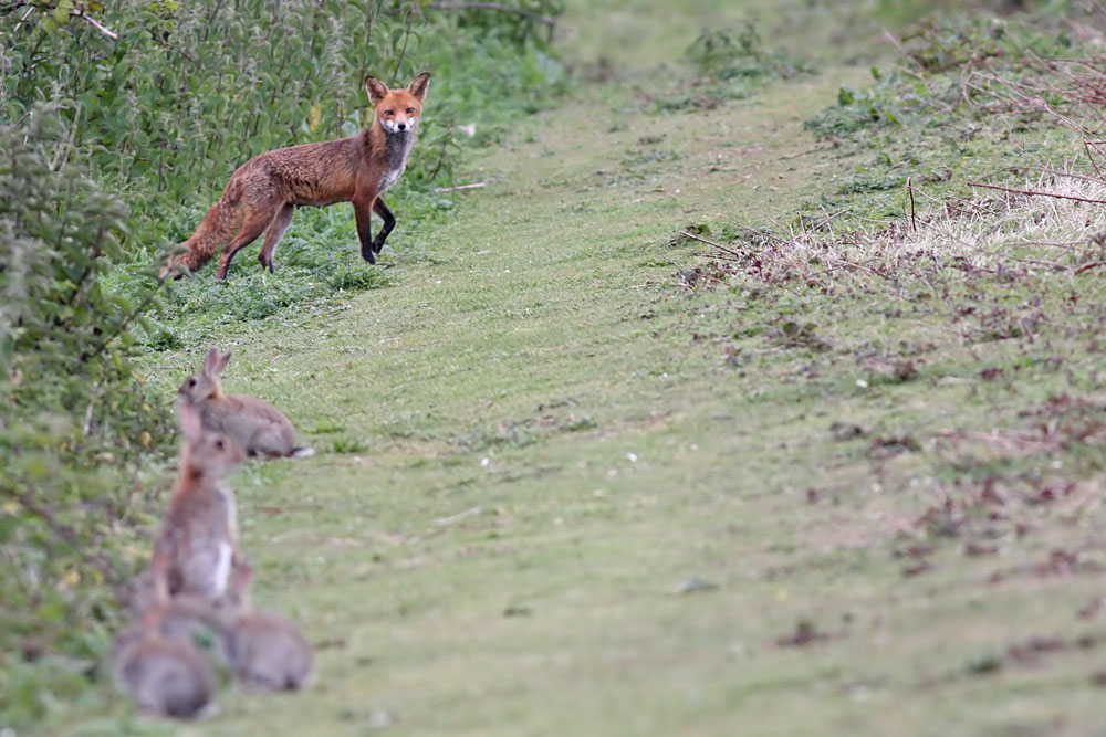 fox and rabbits