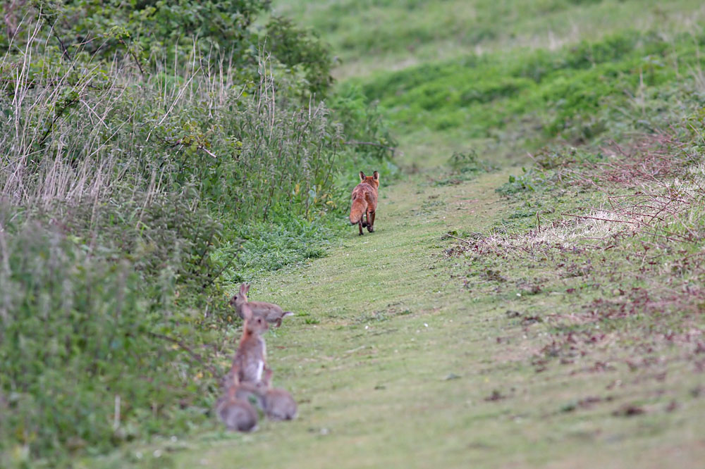 fox and rabbits
