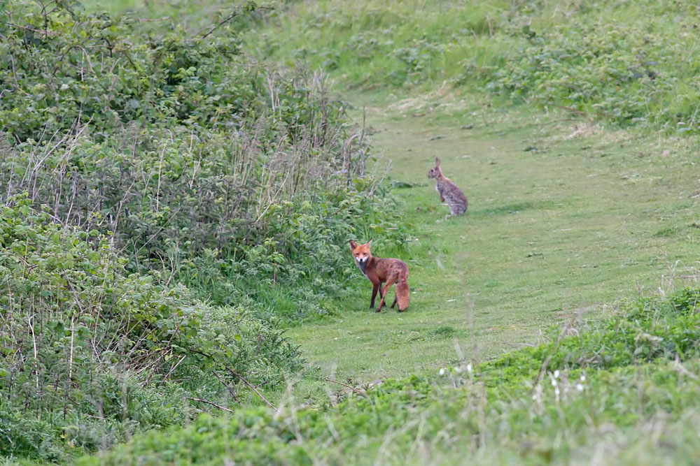 fox and rabbits