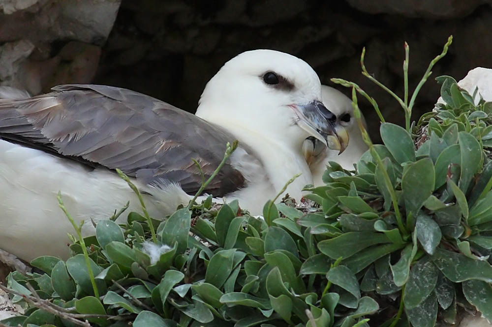 fulmar