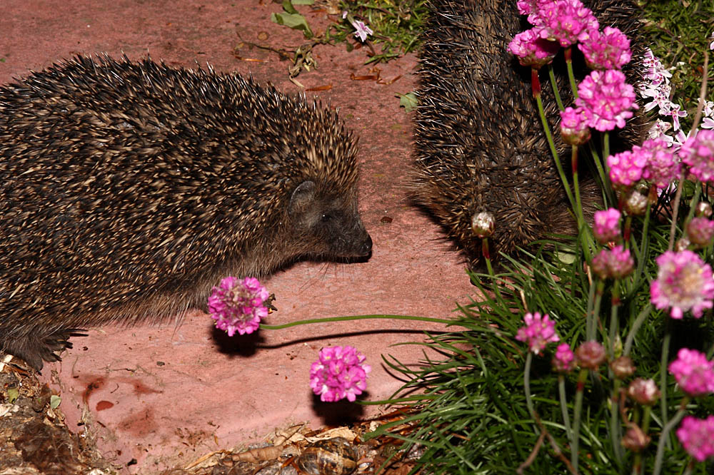 hedgehogs