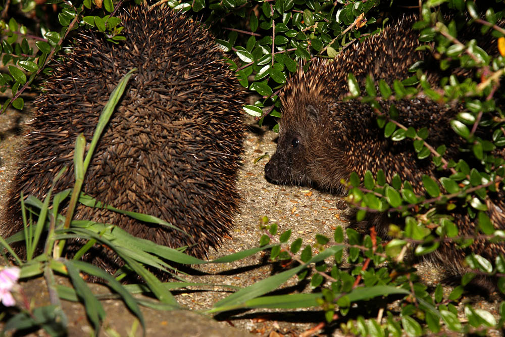 hedgehogs