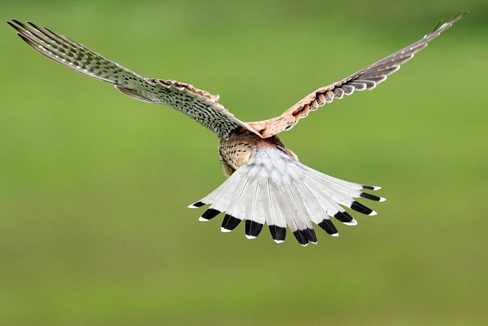 kestrel