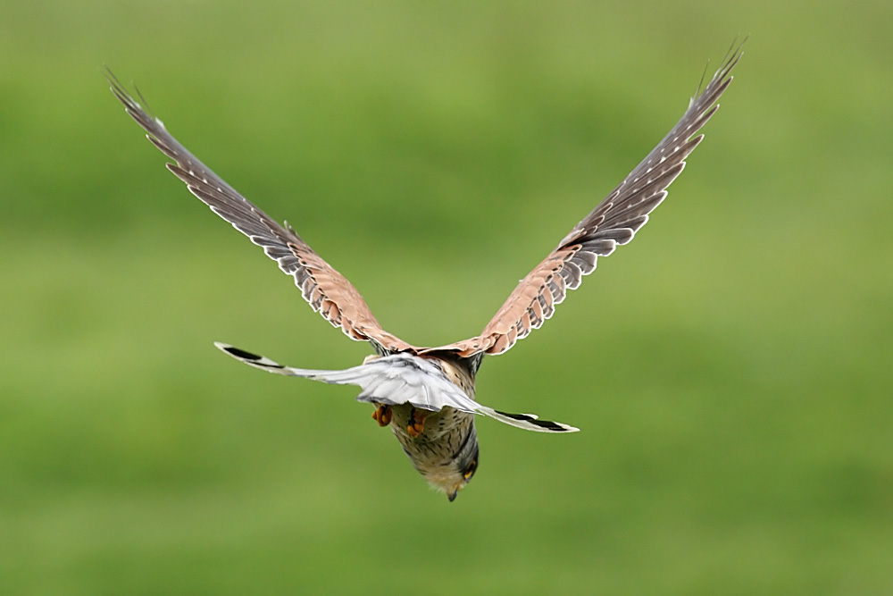 kestrel