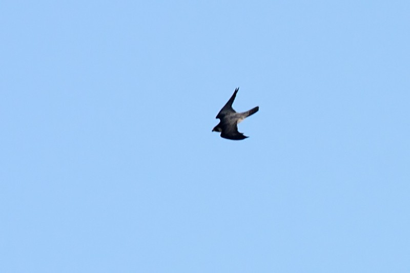 peregrine falcon