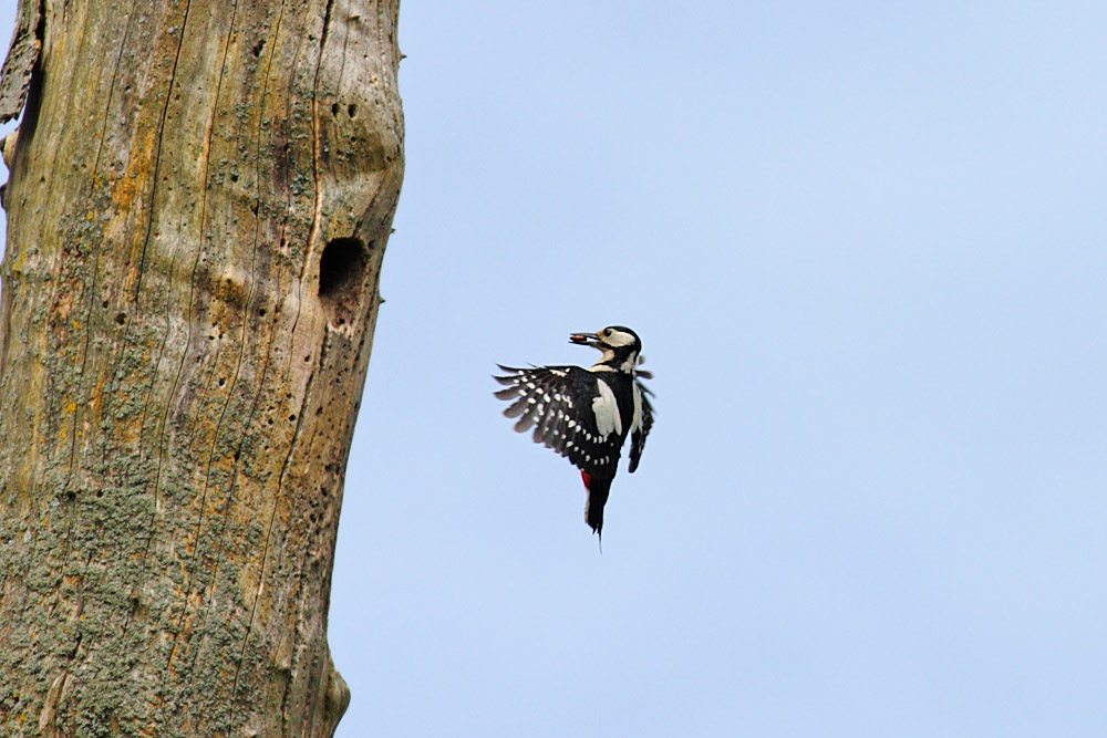 greater spotted woodpecker