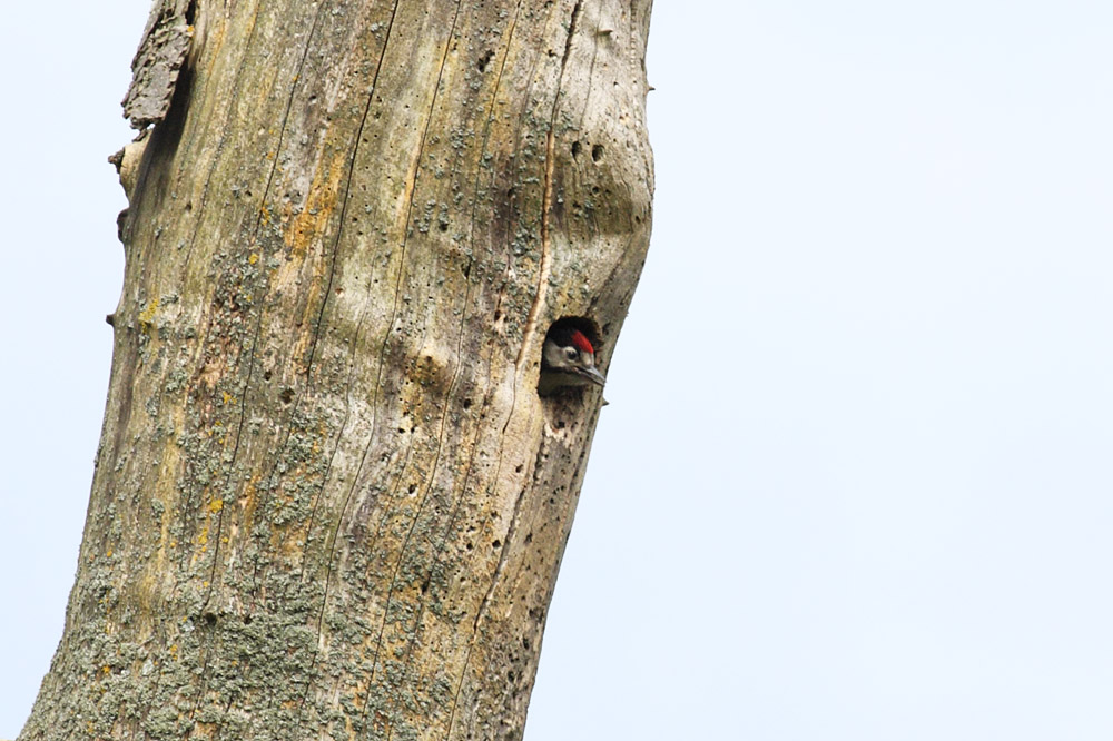 greater spotted woodpecker chick