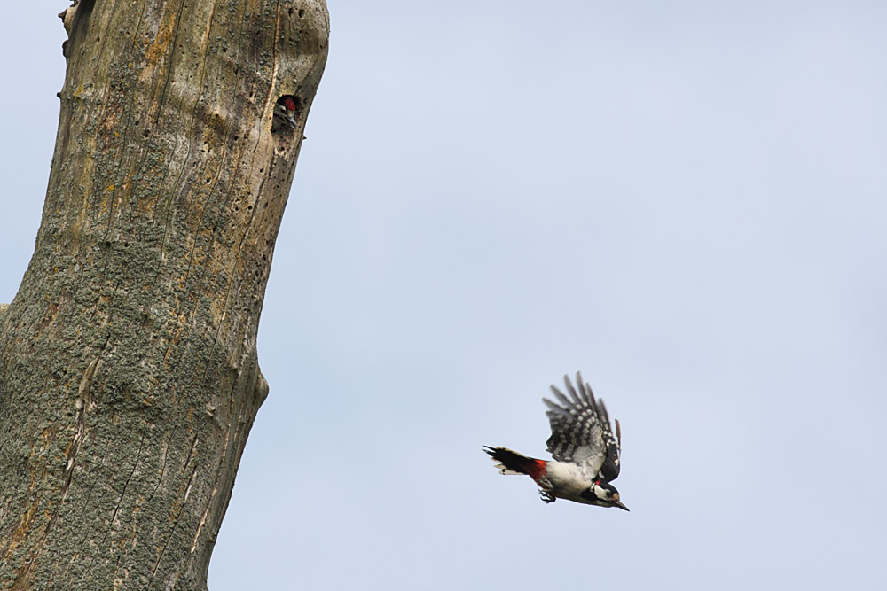 greater spotted woodpecker chick