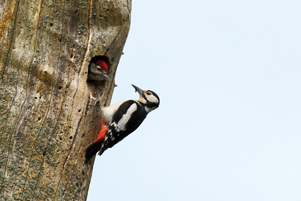 greater spotted woodpecker chick