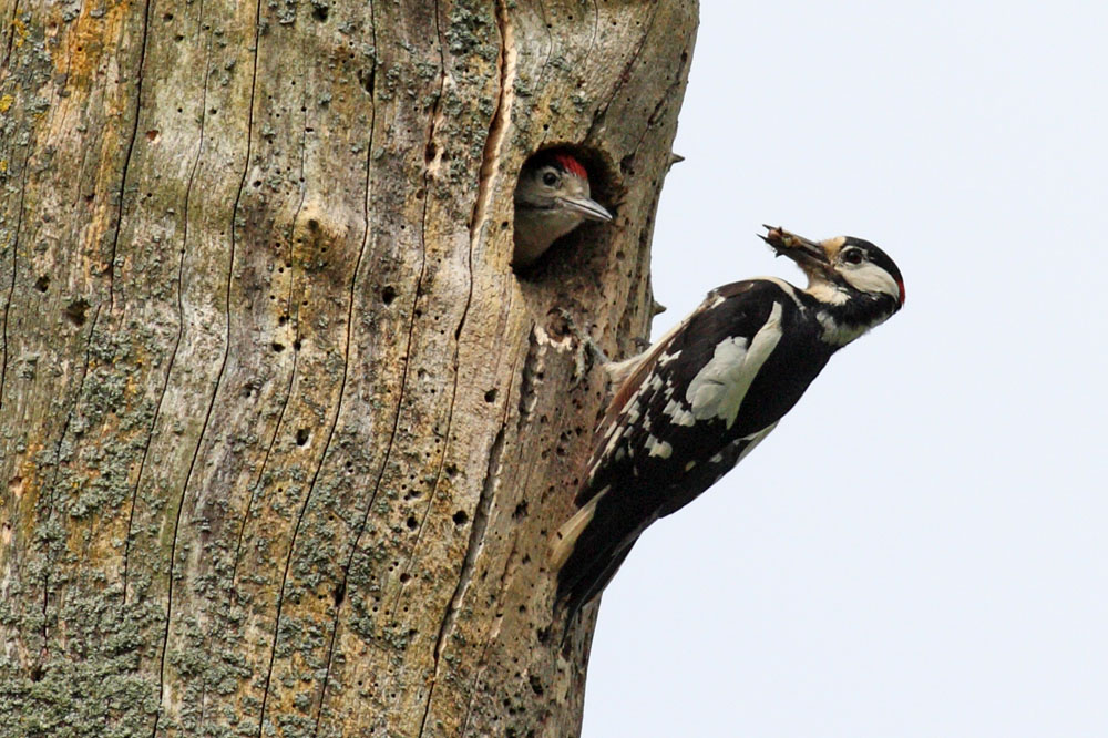 greater spotted woodpecker chick