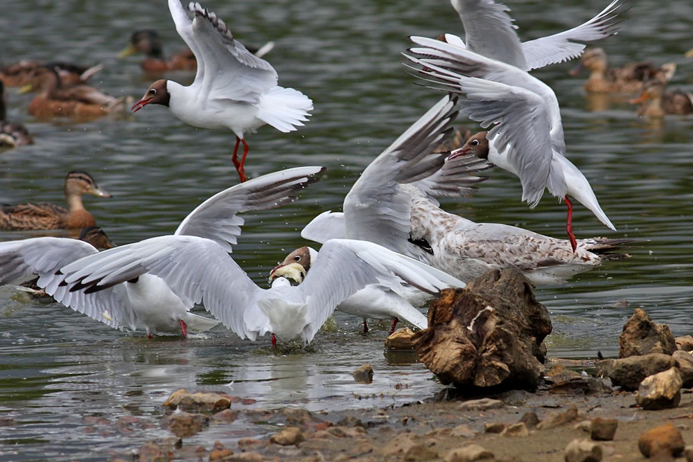 Gulls after bread