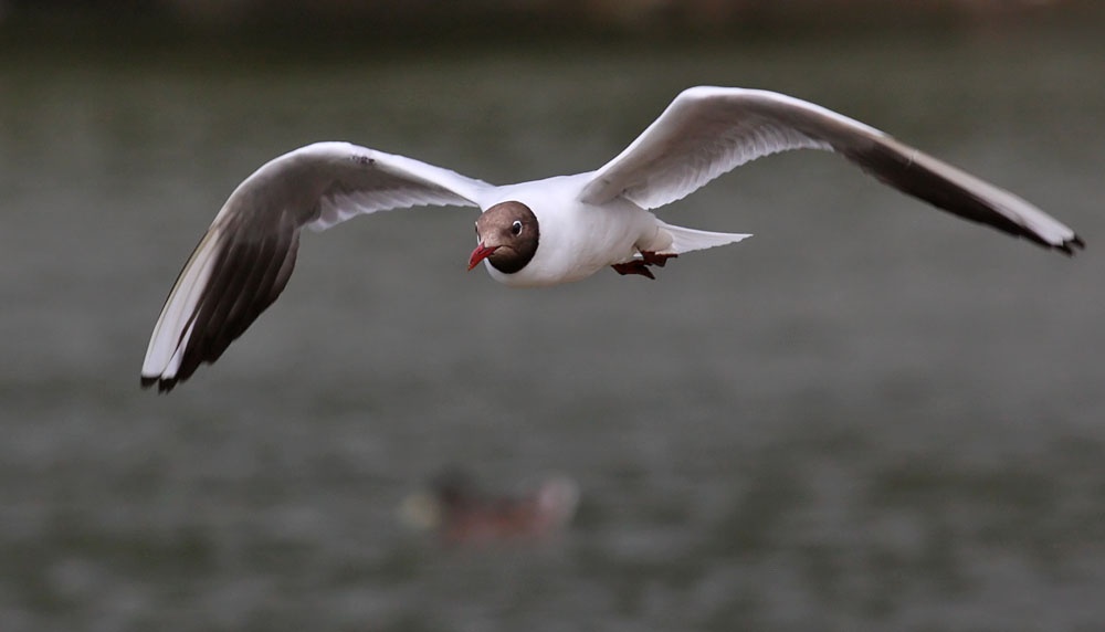 Black-headed gull