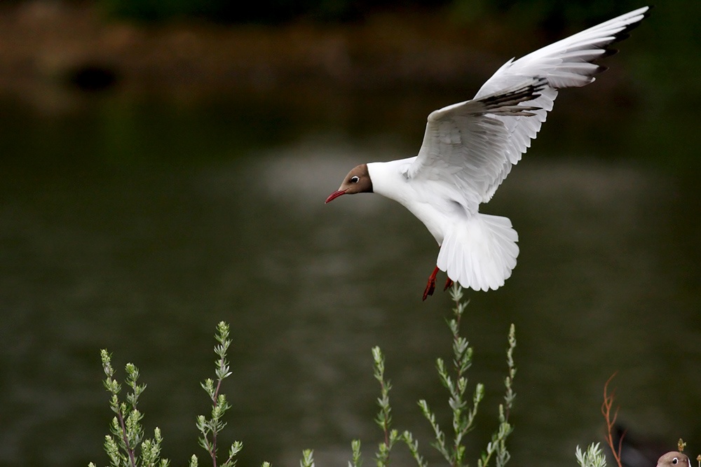 Black-headed gull