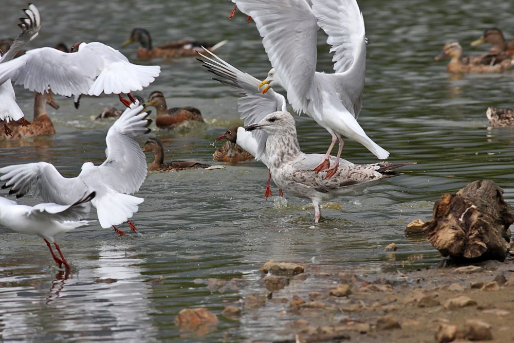 Gulls in motion
