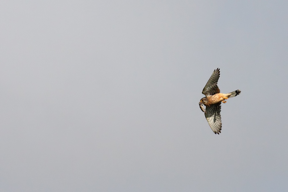 kestrel with prey