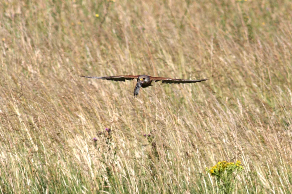 kestrel with prey