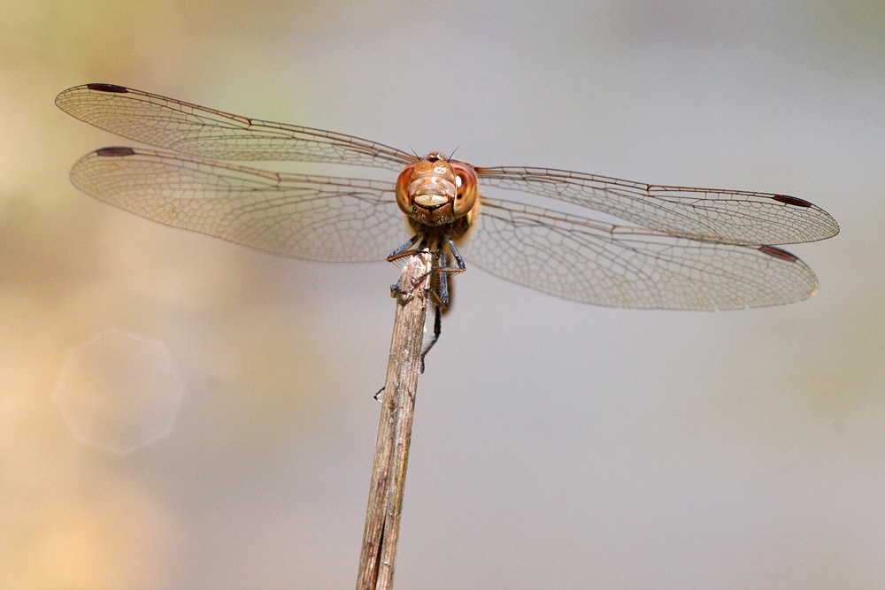 dragonfly