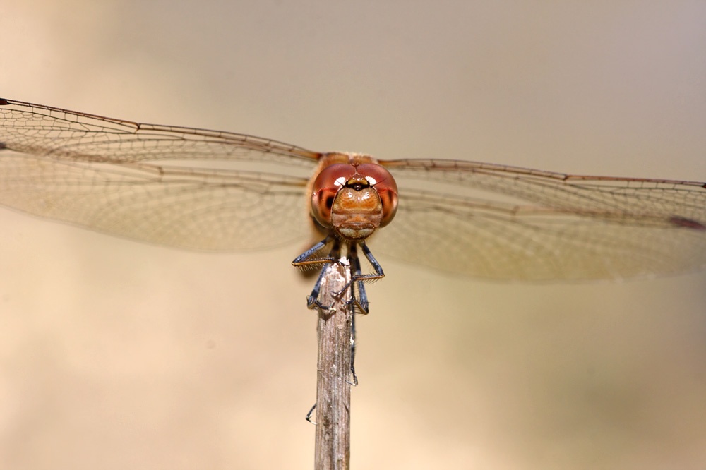 dragonfly