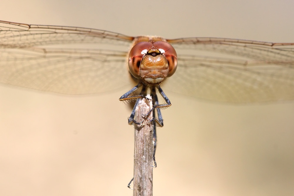 dragonfly