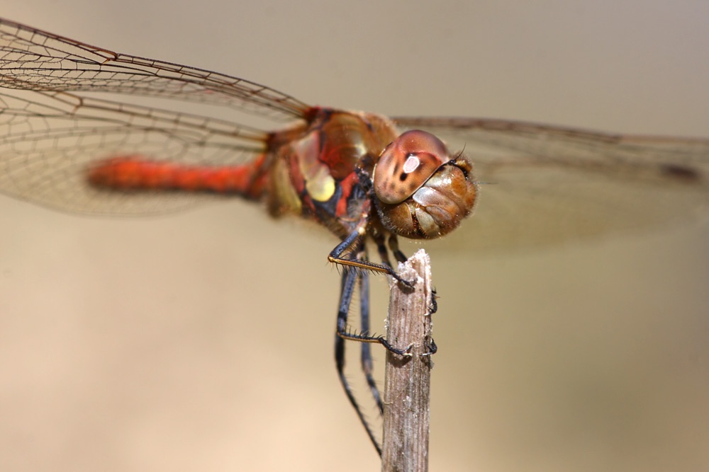 dragonfly