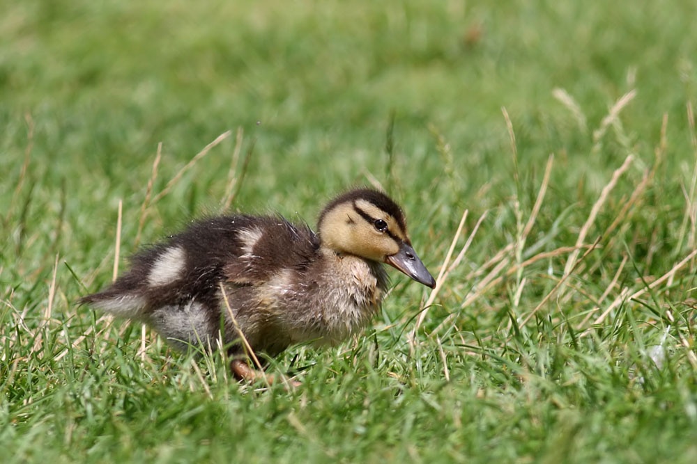 duckling