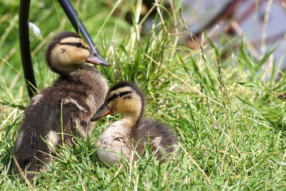 duckling