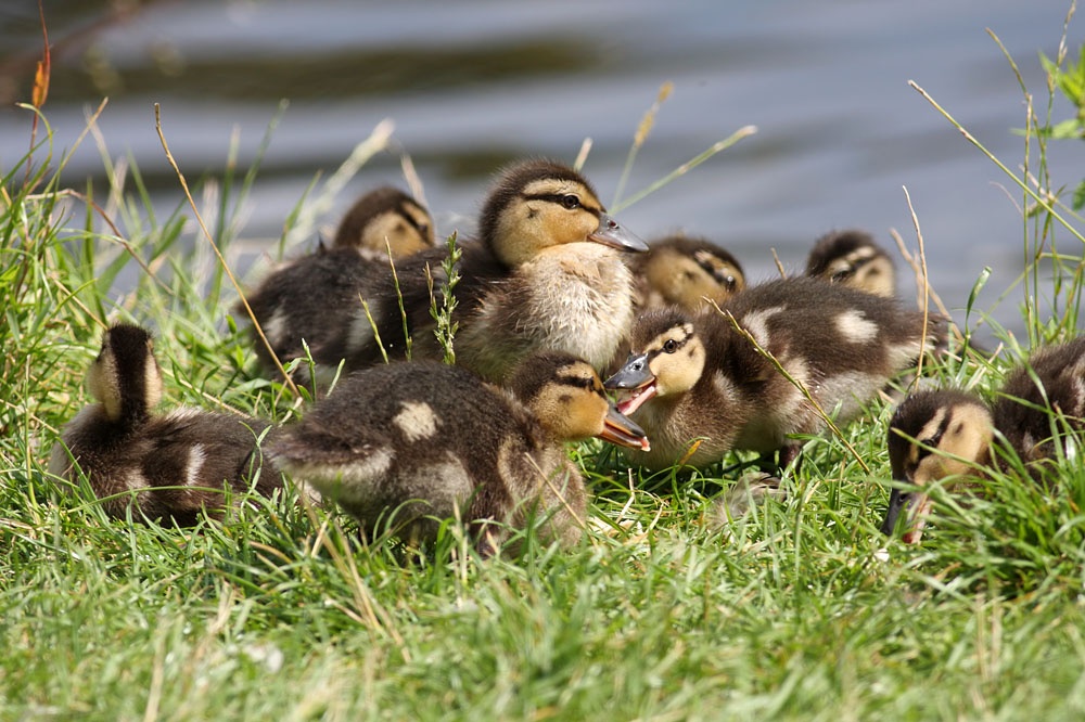 duckling