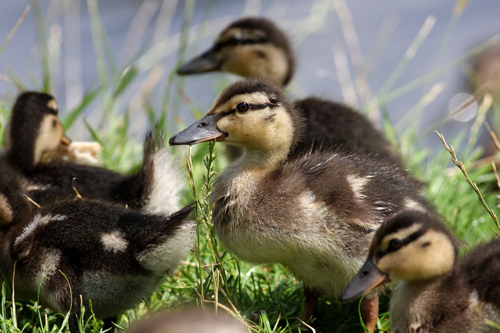 duckling