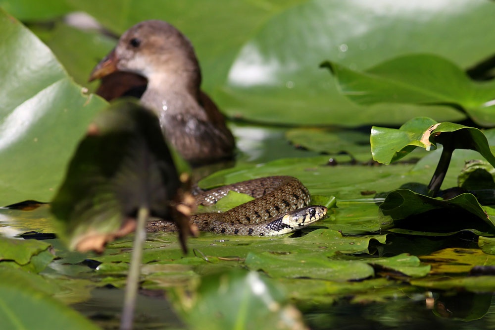 grass snake