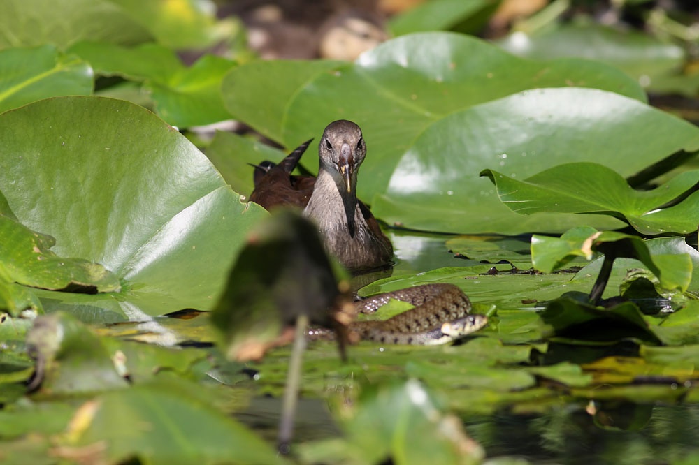 young moorhen