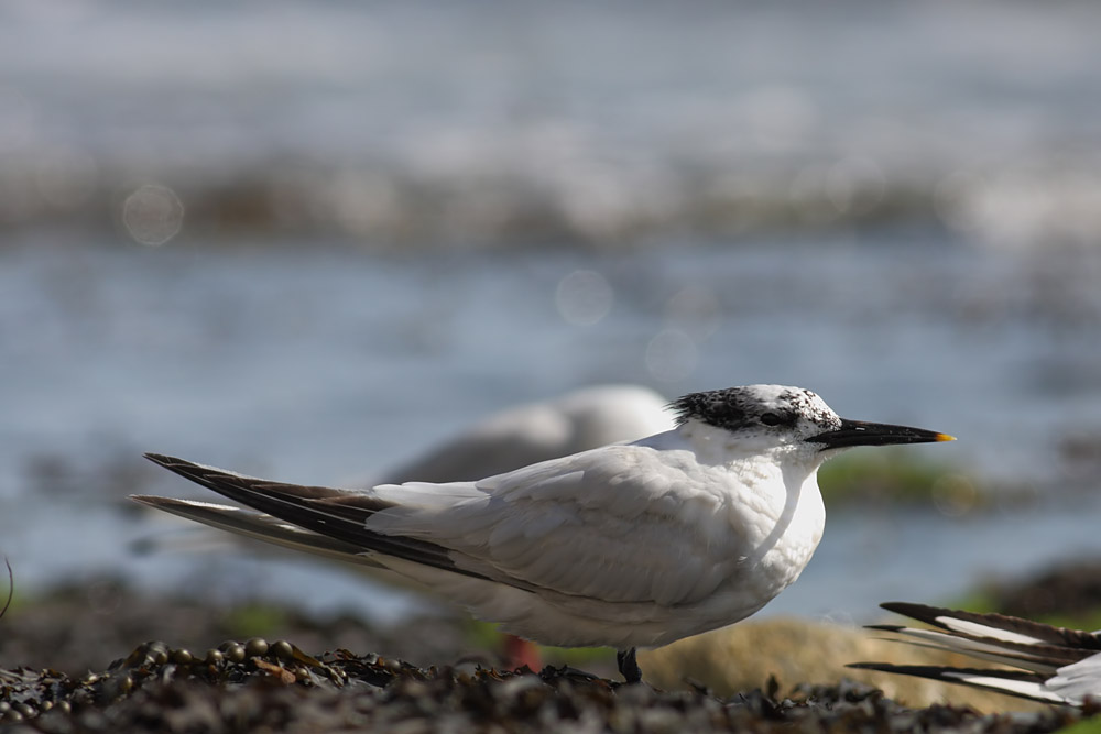 sandwich tern