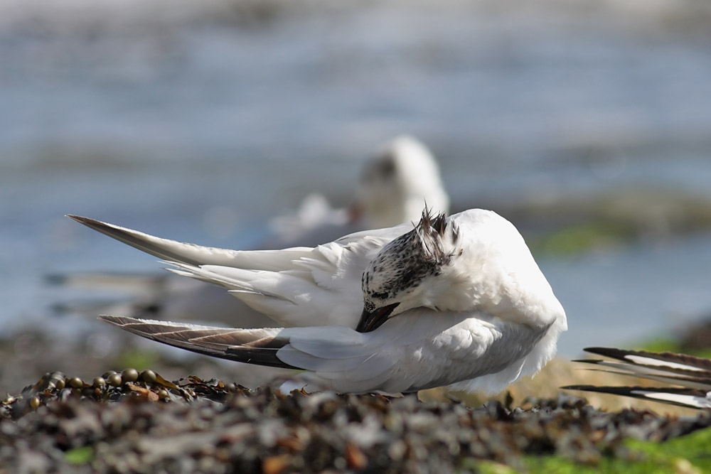 sandwich tern