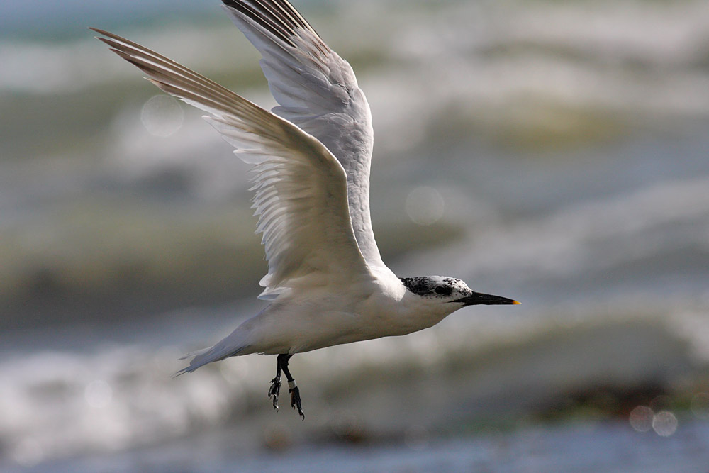 sandwich tern