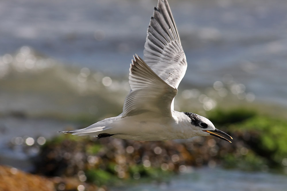 sandwich tern