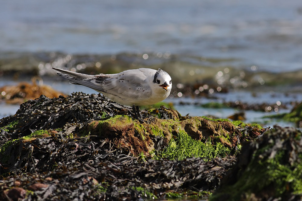 sandwich tern