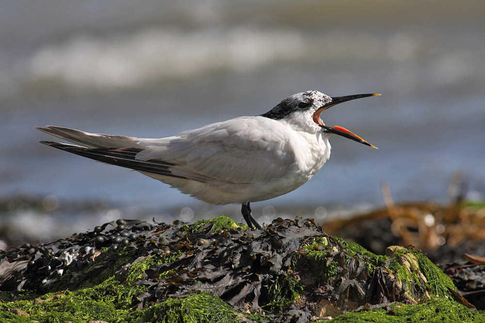 sandwich tern