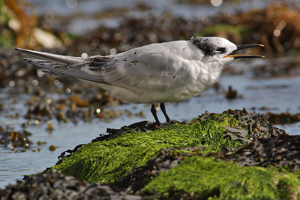 sandwich tern