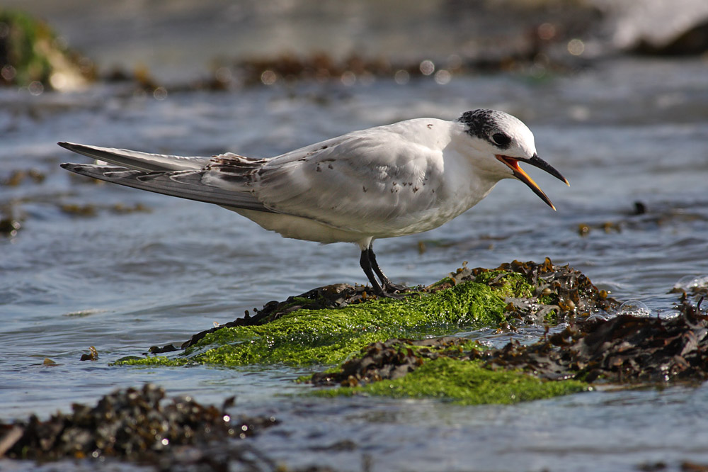 sandwich tern