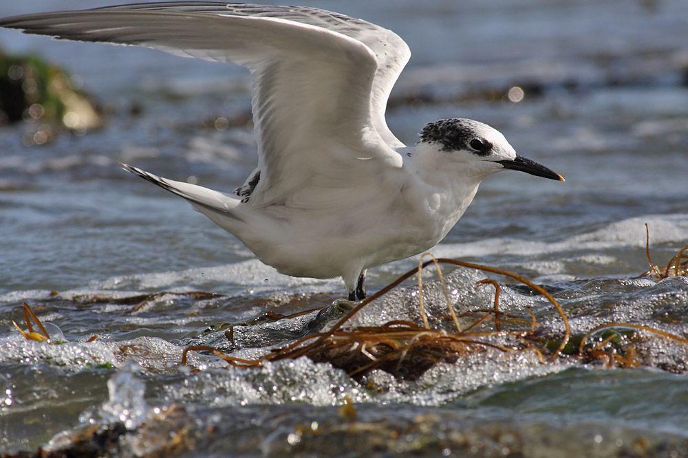 sandwich tern