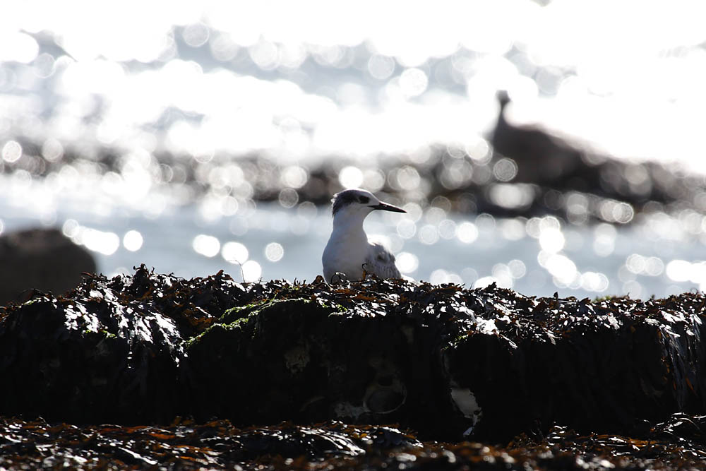 tern