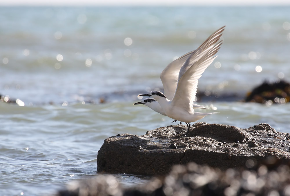 tern