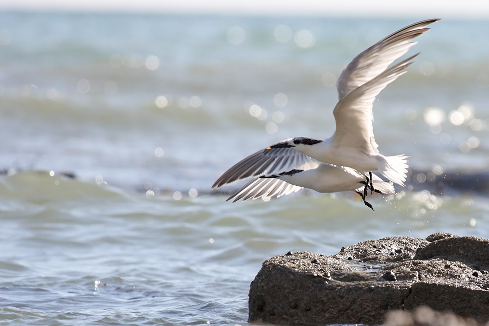 tern