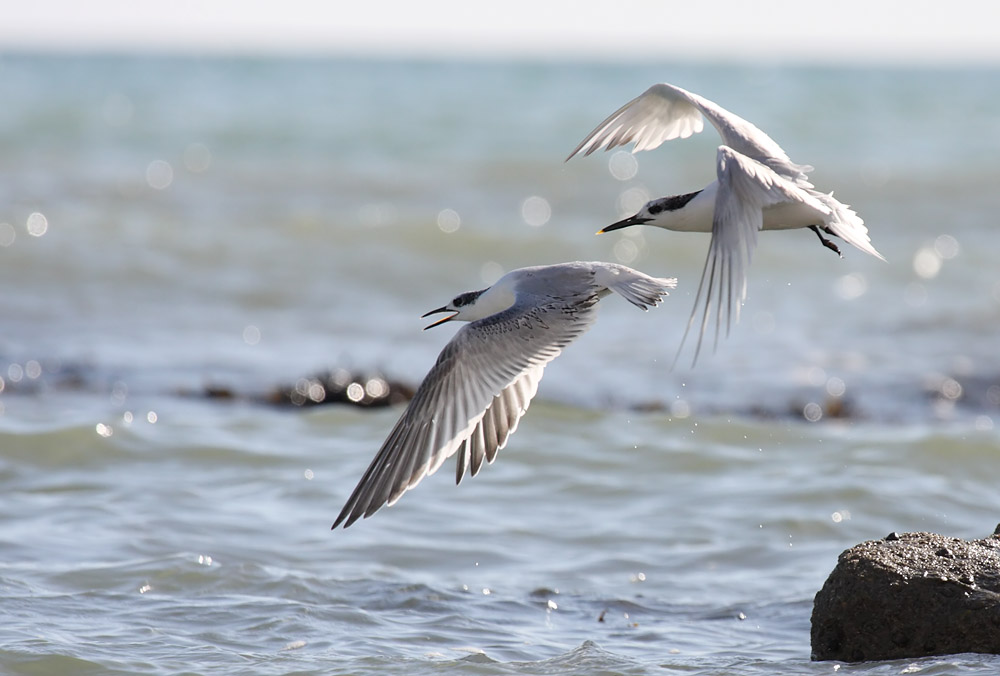 tern