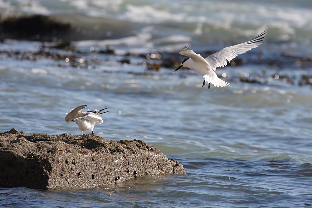 tern
