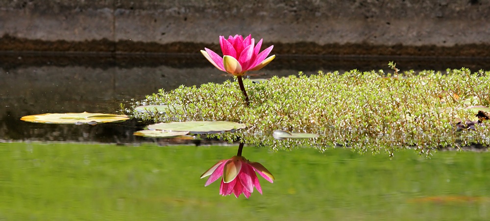 water lily