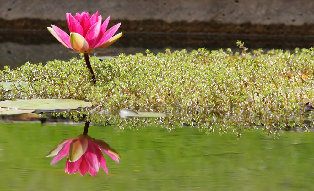 water lily
