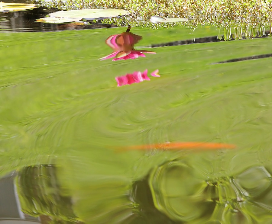 water lily