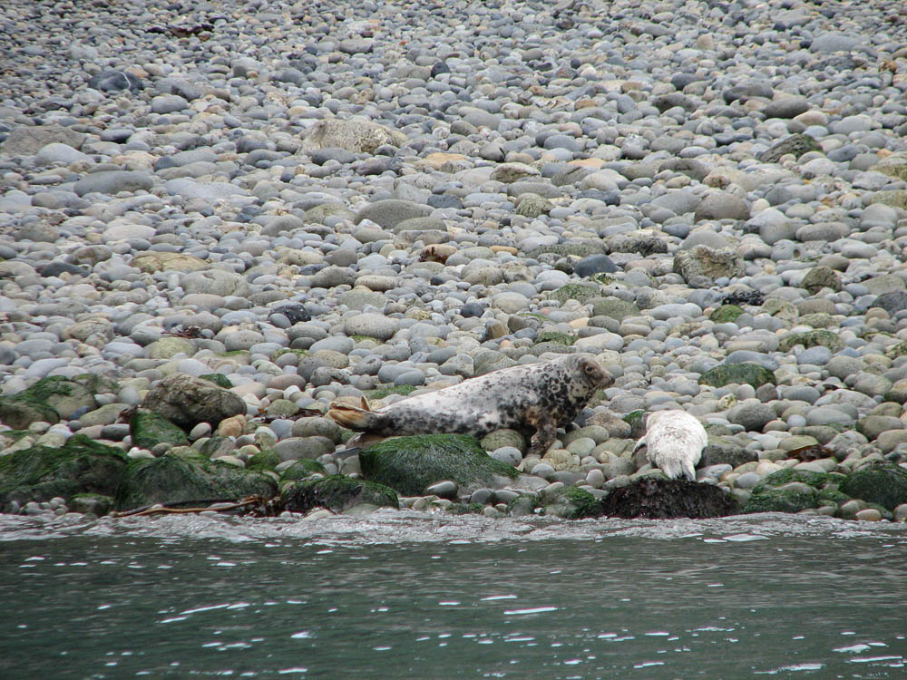 seals at ramsey island