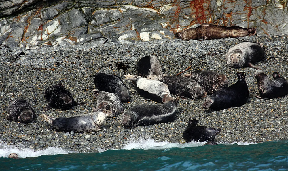 seals at ramsey island