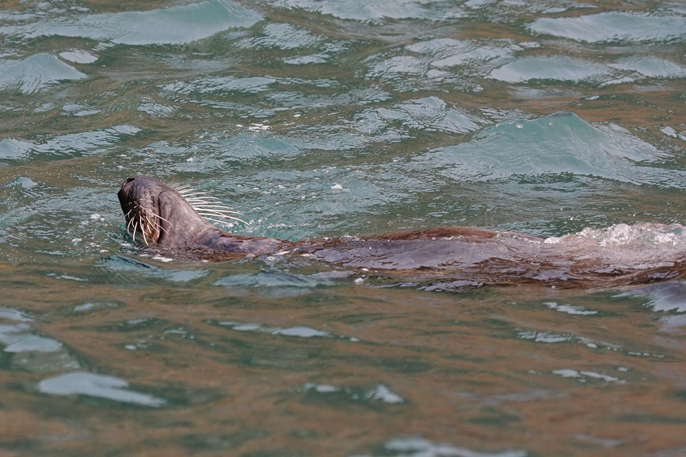 seals at ramsey island